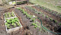Photo of Vegetables being grown in a Raised Bed Garden.